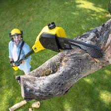 Leaf Removal in Mount Dora, FL