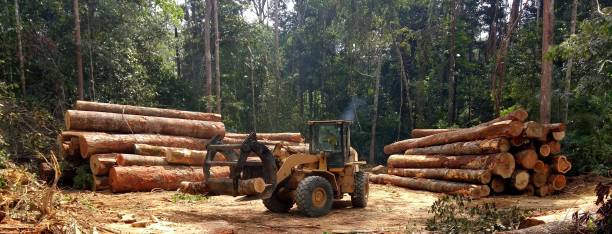 How Our Tree Care Process Works  in  Mount Dora, FL
